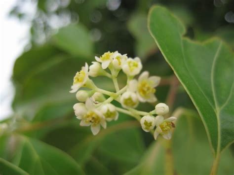 樟樹開花